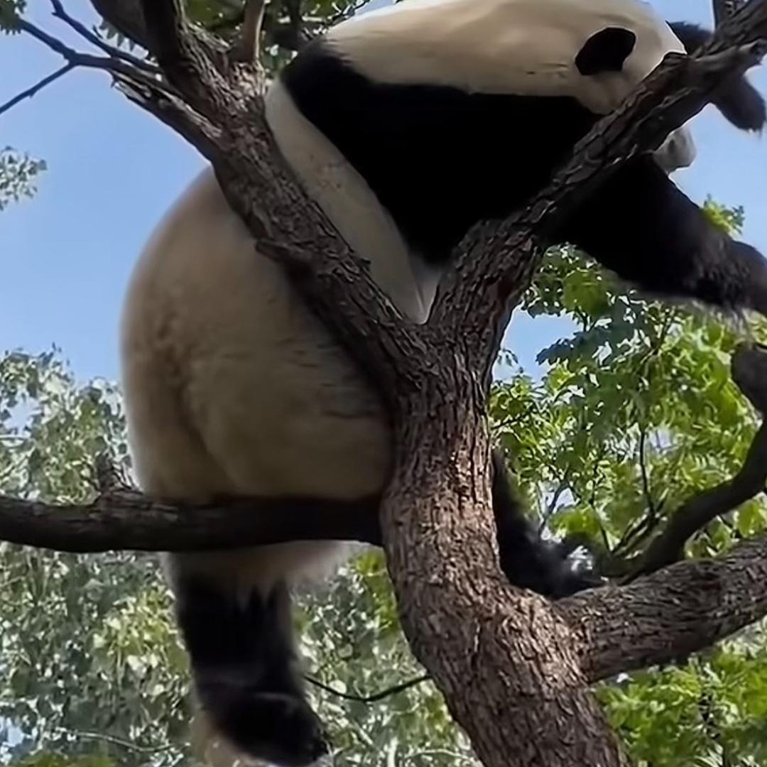 🥤爱吃汉堡🍔