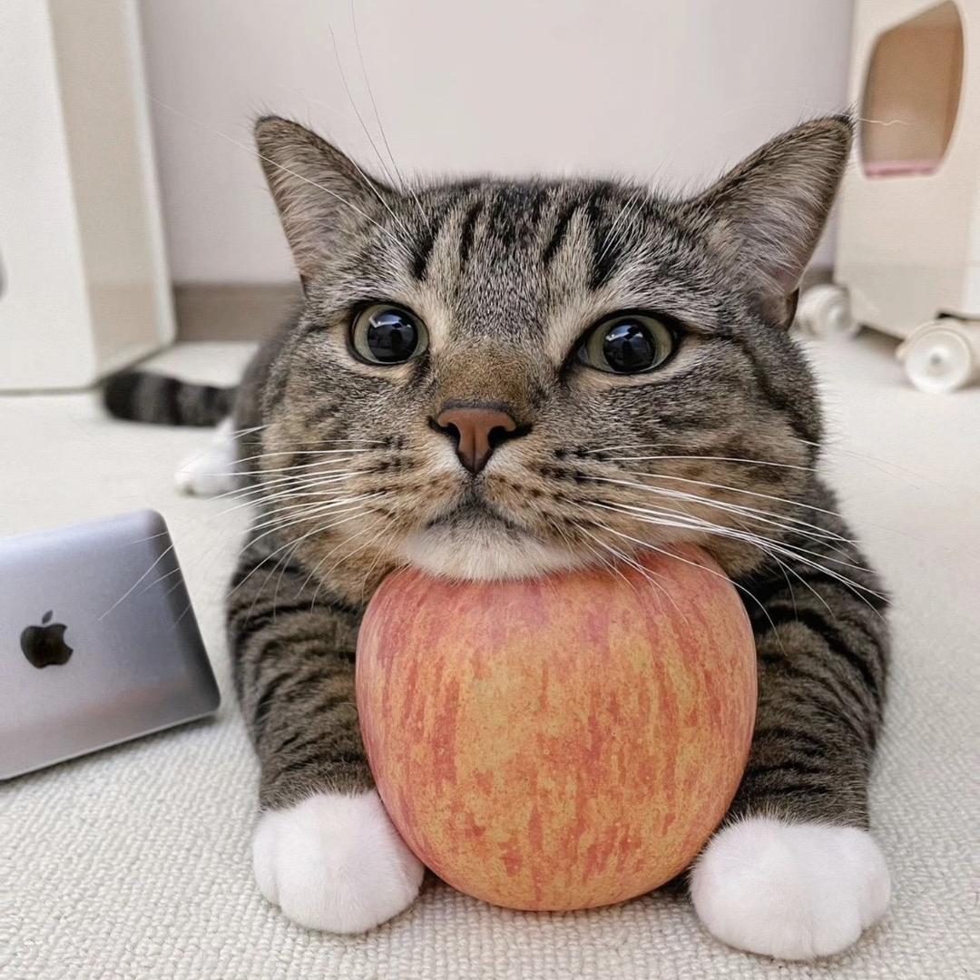 鱼不吃猫