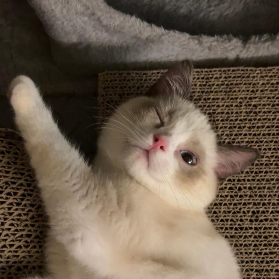 小猫味的榴莲