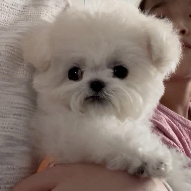 丫丫～pet