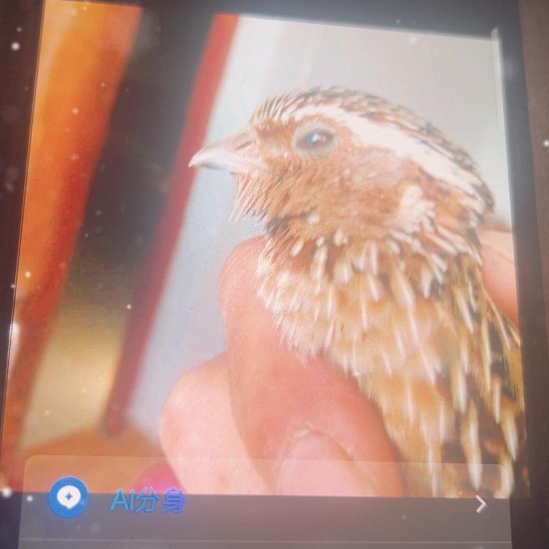 笑看人生『精选鹌鹑』