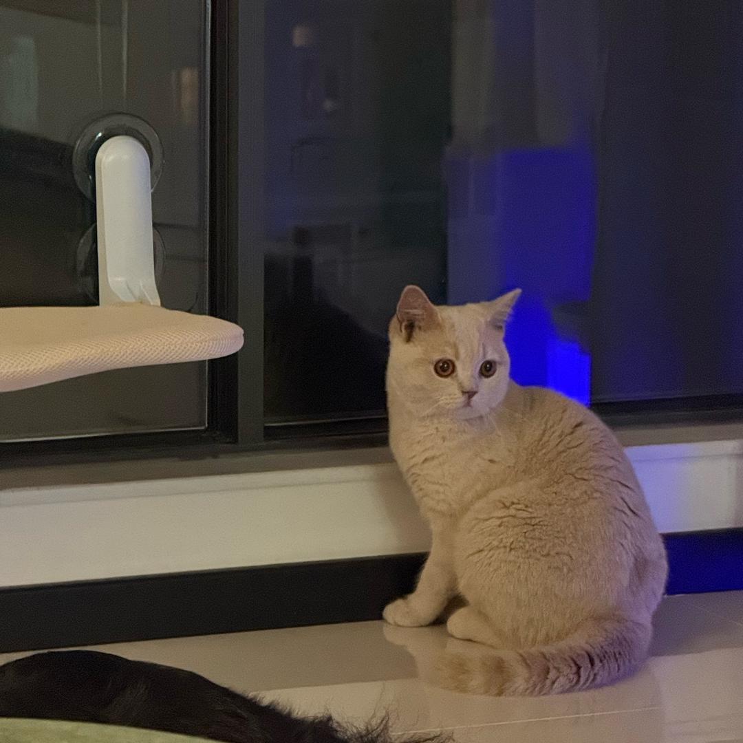 招财罐头终结者