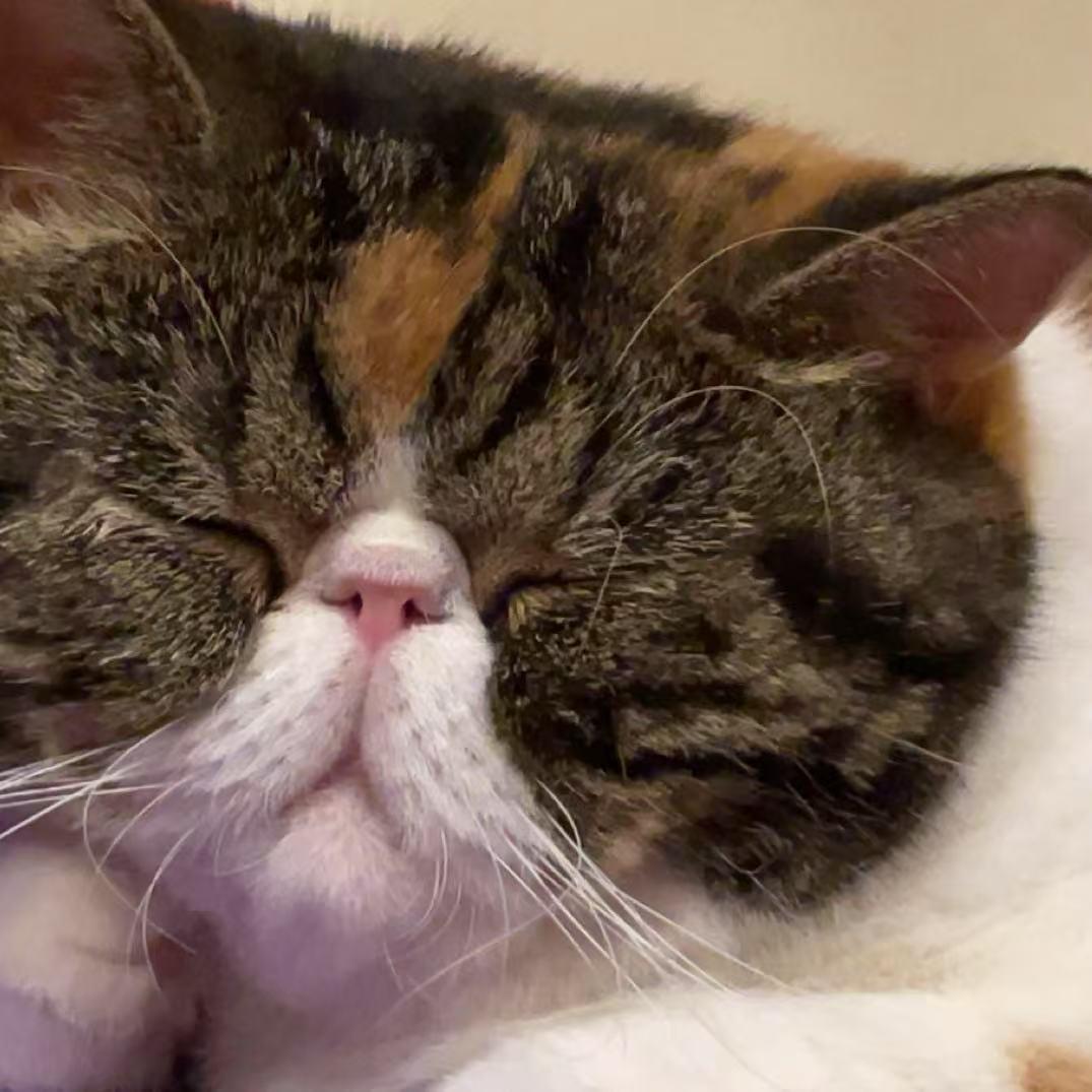 加菲猫崽崽