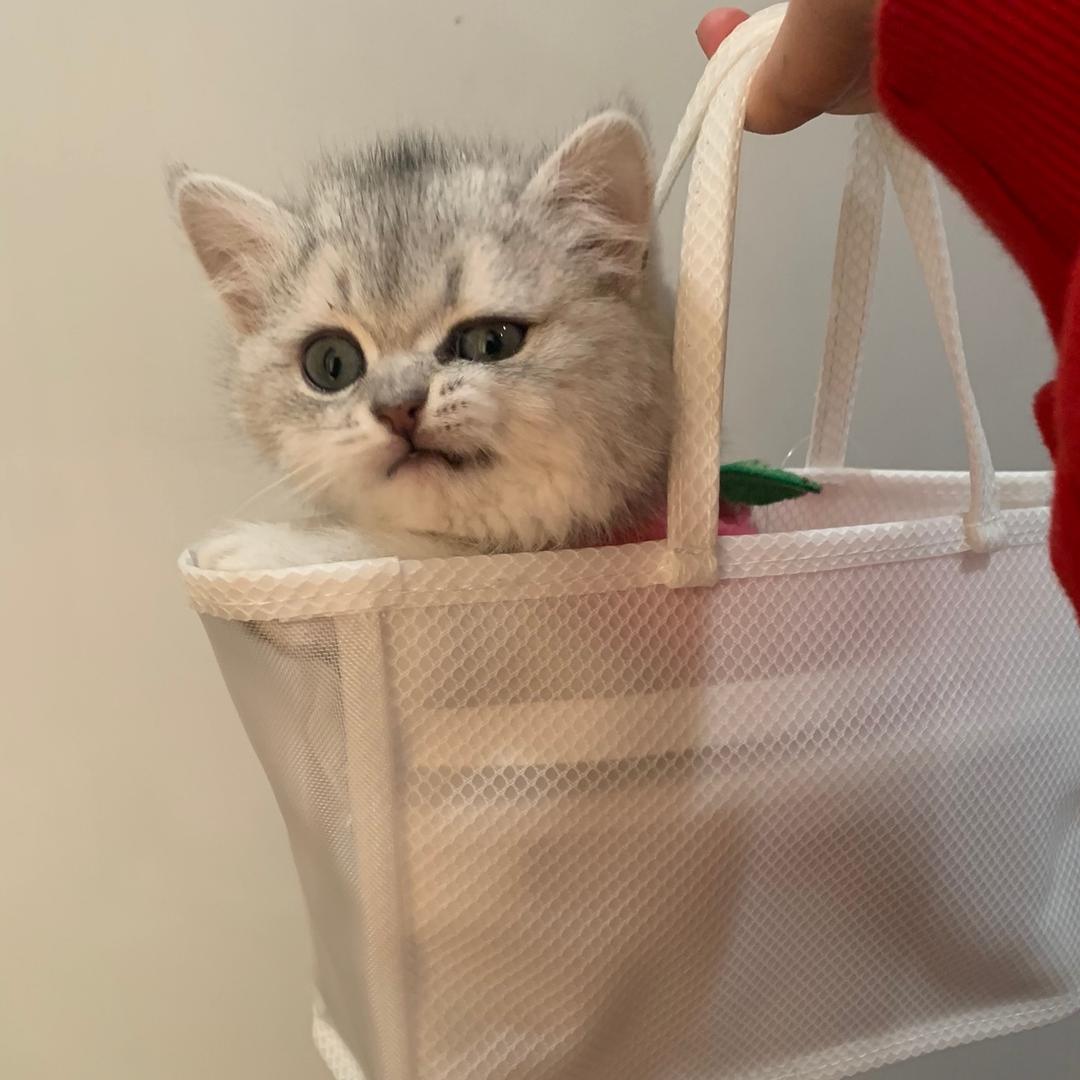 猫南北～