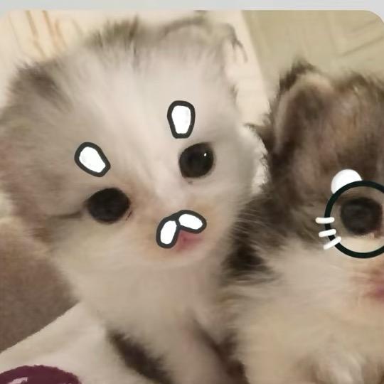冬真木
