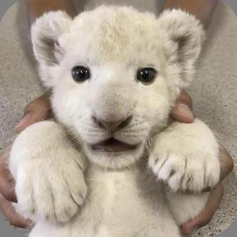 丑可以当饭吃吗