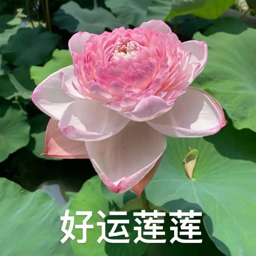 冰糖胡辣湯