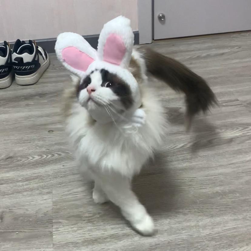 小汪是只猫
