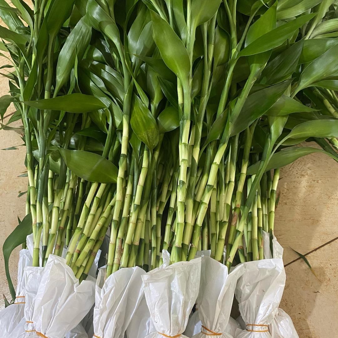 盆景绿植走八方