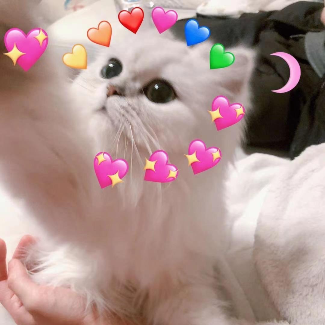 炸宝的臭宝✌️