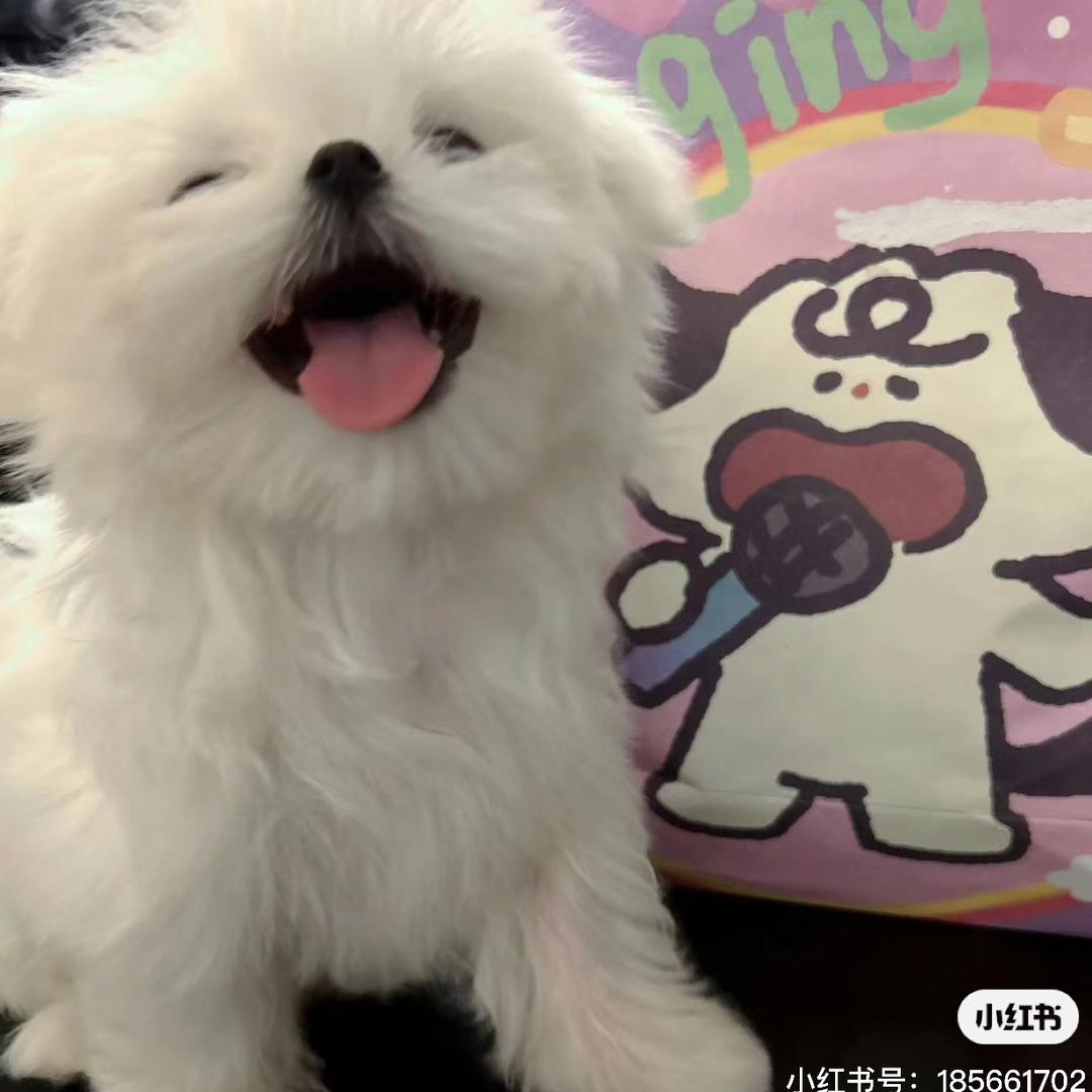 一只小小