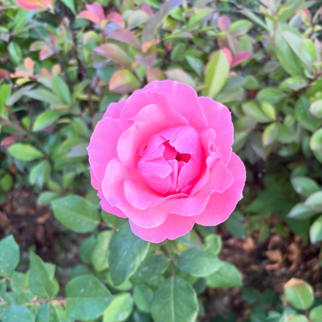 低调做人，高调做事