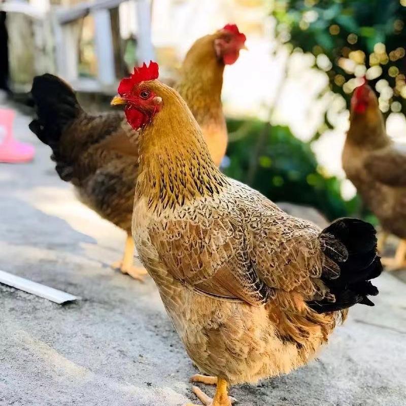 屹通农产品优选