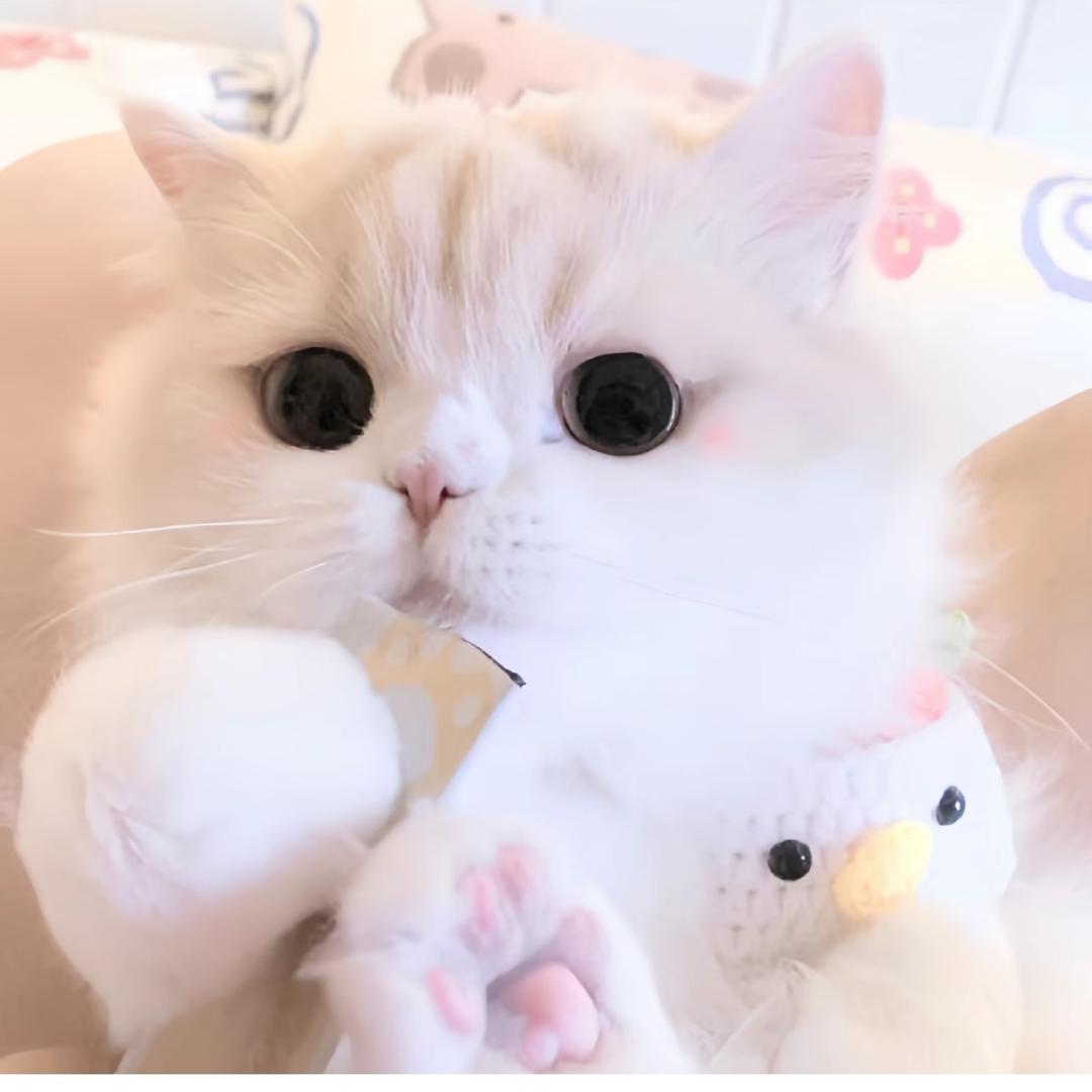 婉妤.