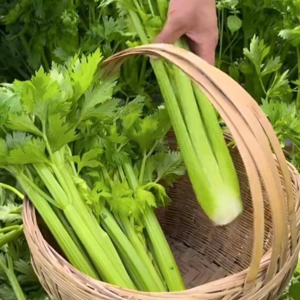 山泉好苗