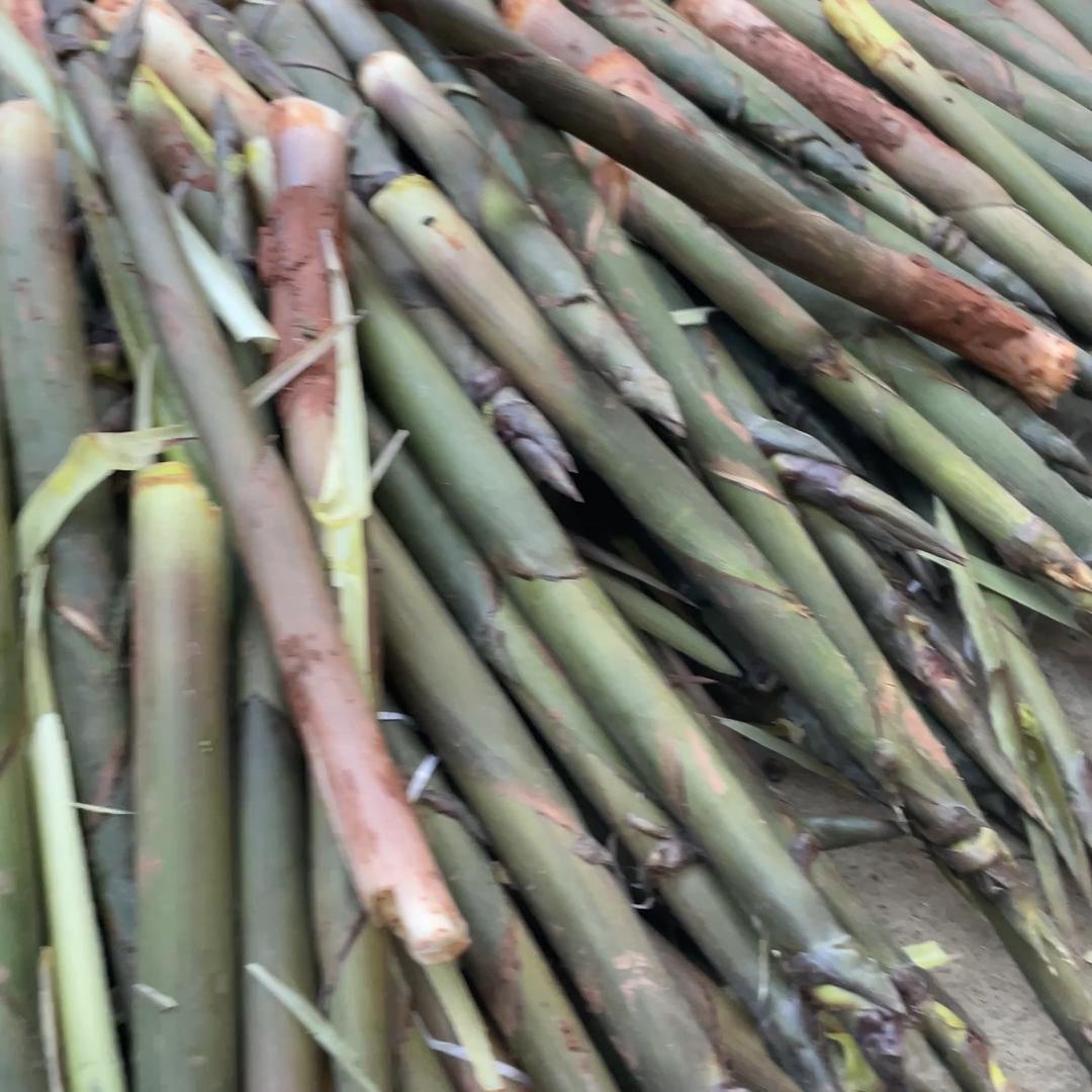 小强的农村日记