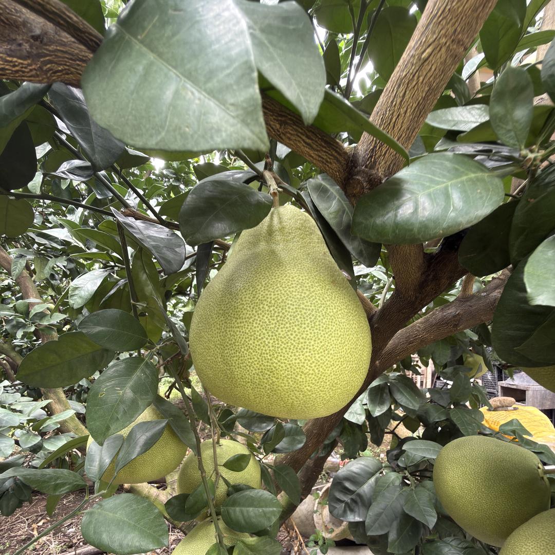 仙游县度尾李国贤果场