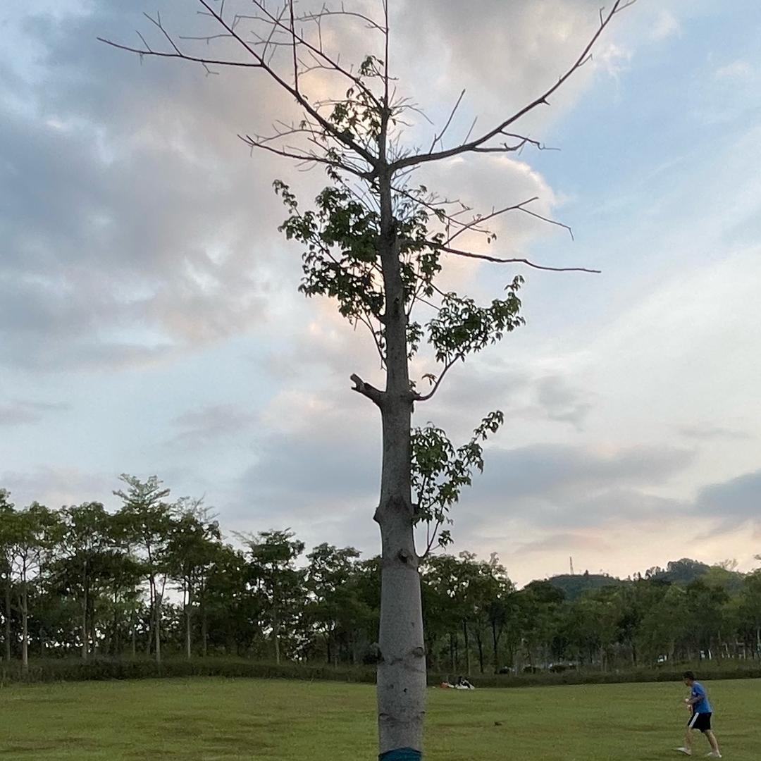 夏天