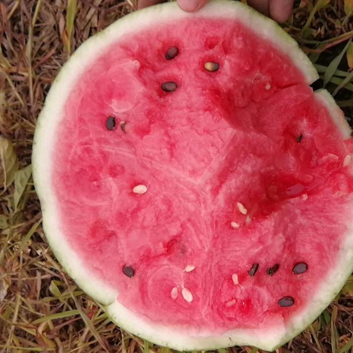 🌈🌈大胖子西瓜