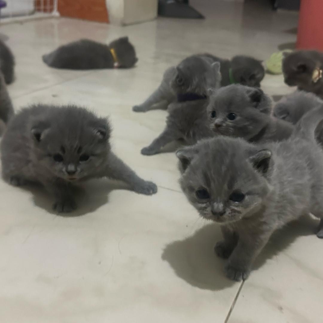 L.☝️（买🐱思我）