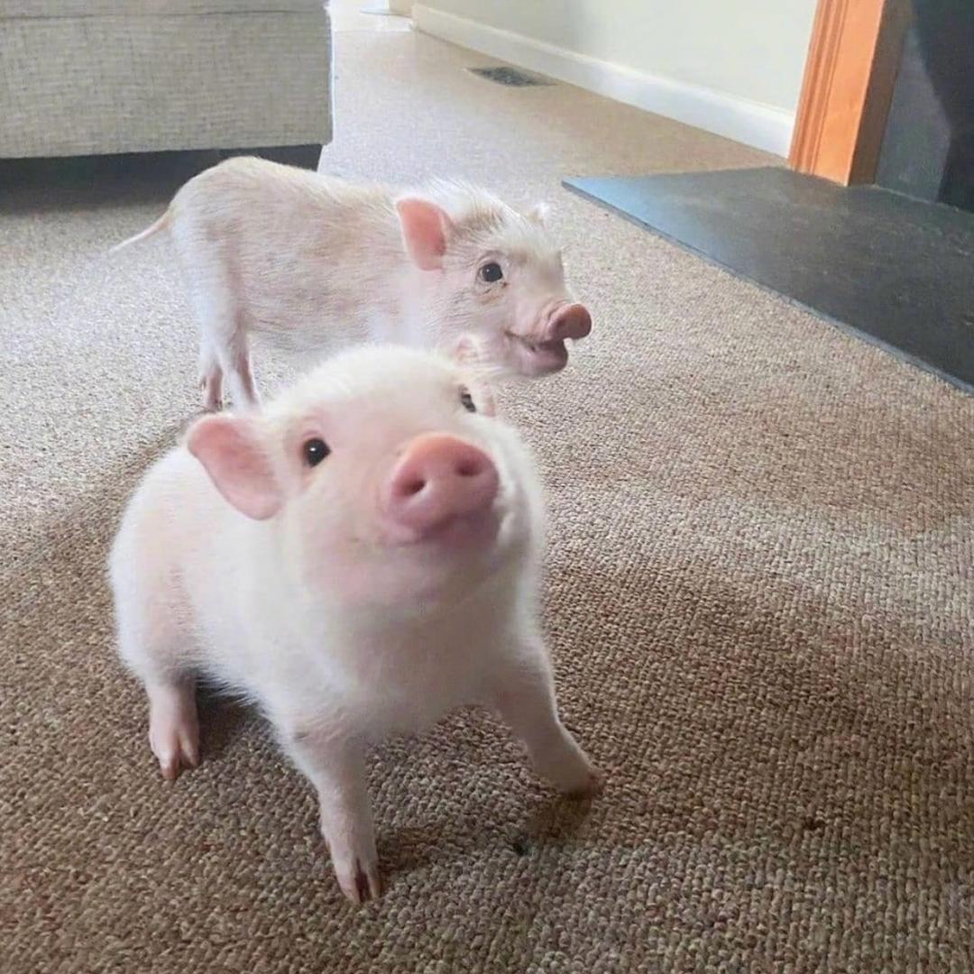 忧郁的小香猪117