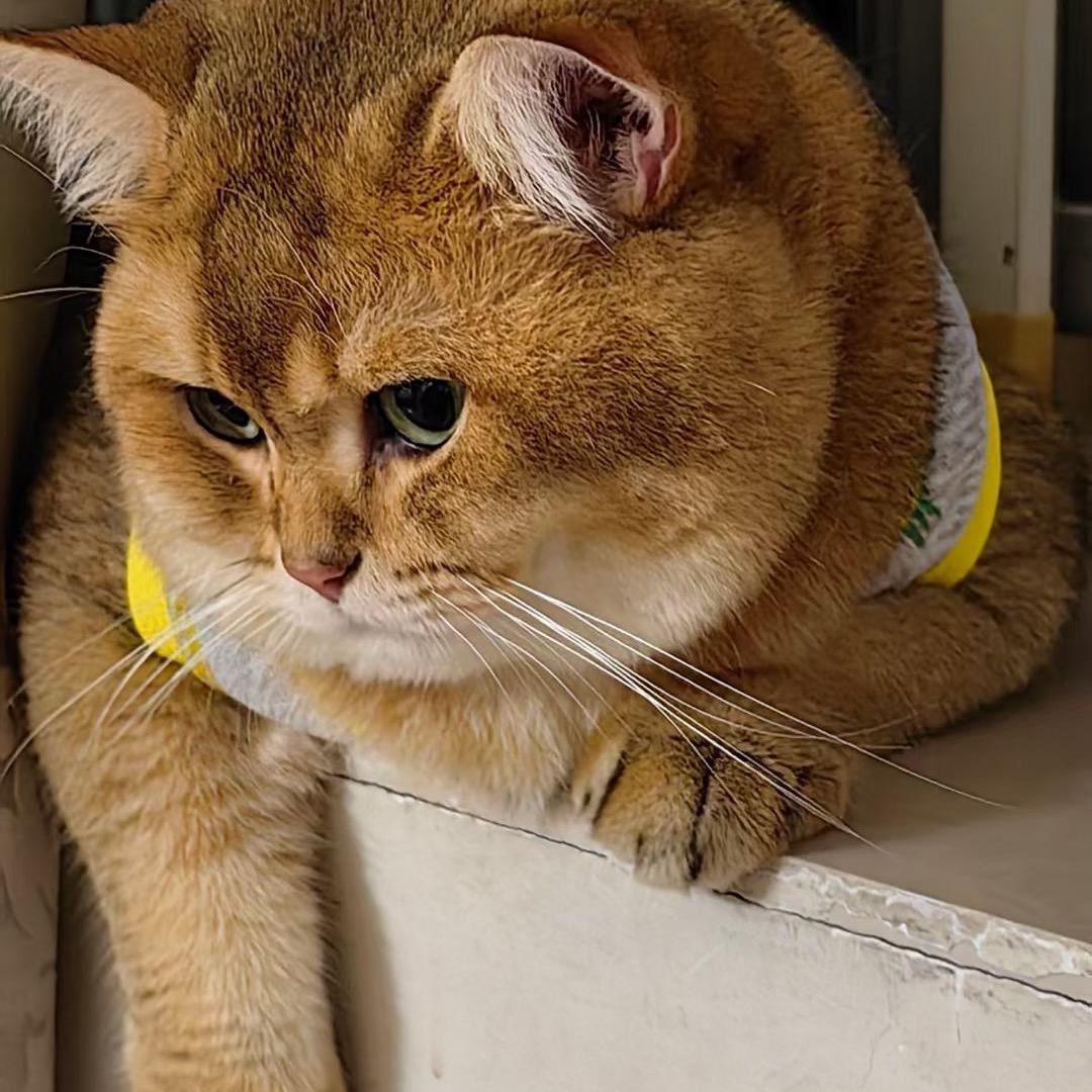 小不优选