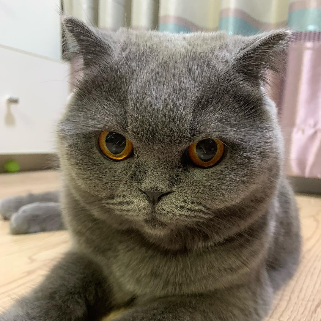 🌈王懒懒是只猫啊