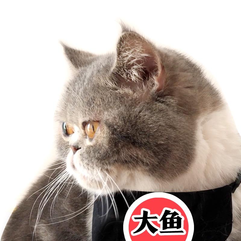 大鱼大又