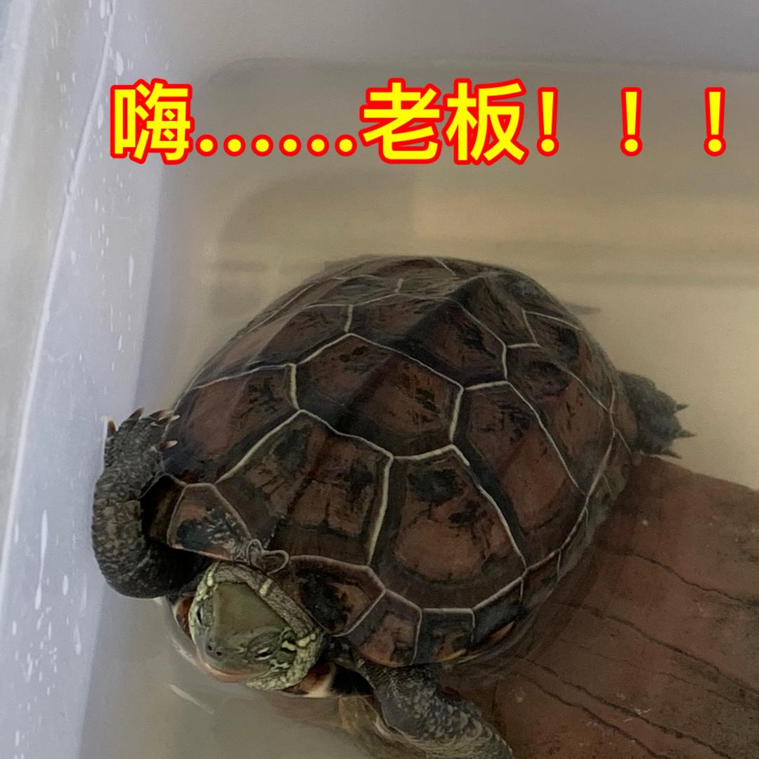 卖光光日式杂货