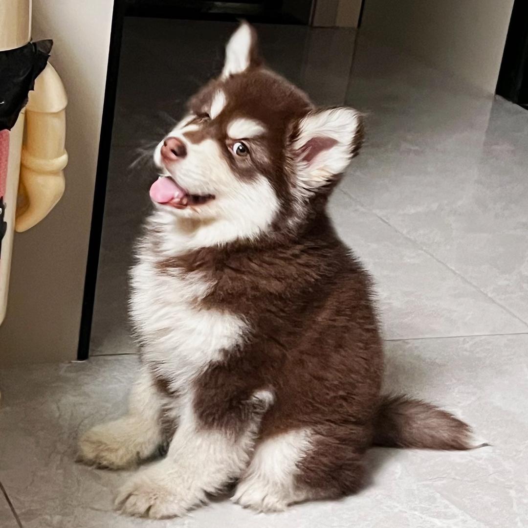 阿拉斯猪(九月)