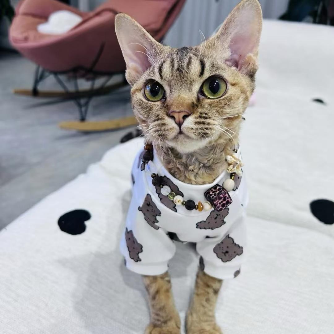 拿铁小宝