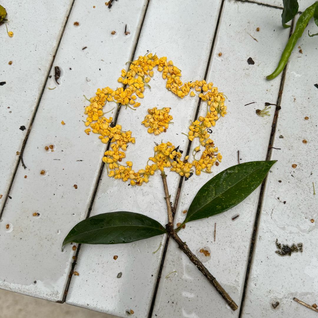 和平苟分小趴菜