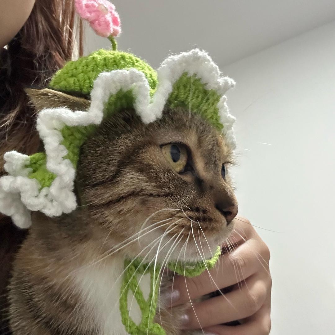 折耳臭皮皮