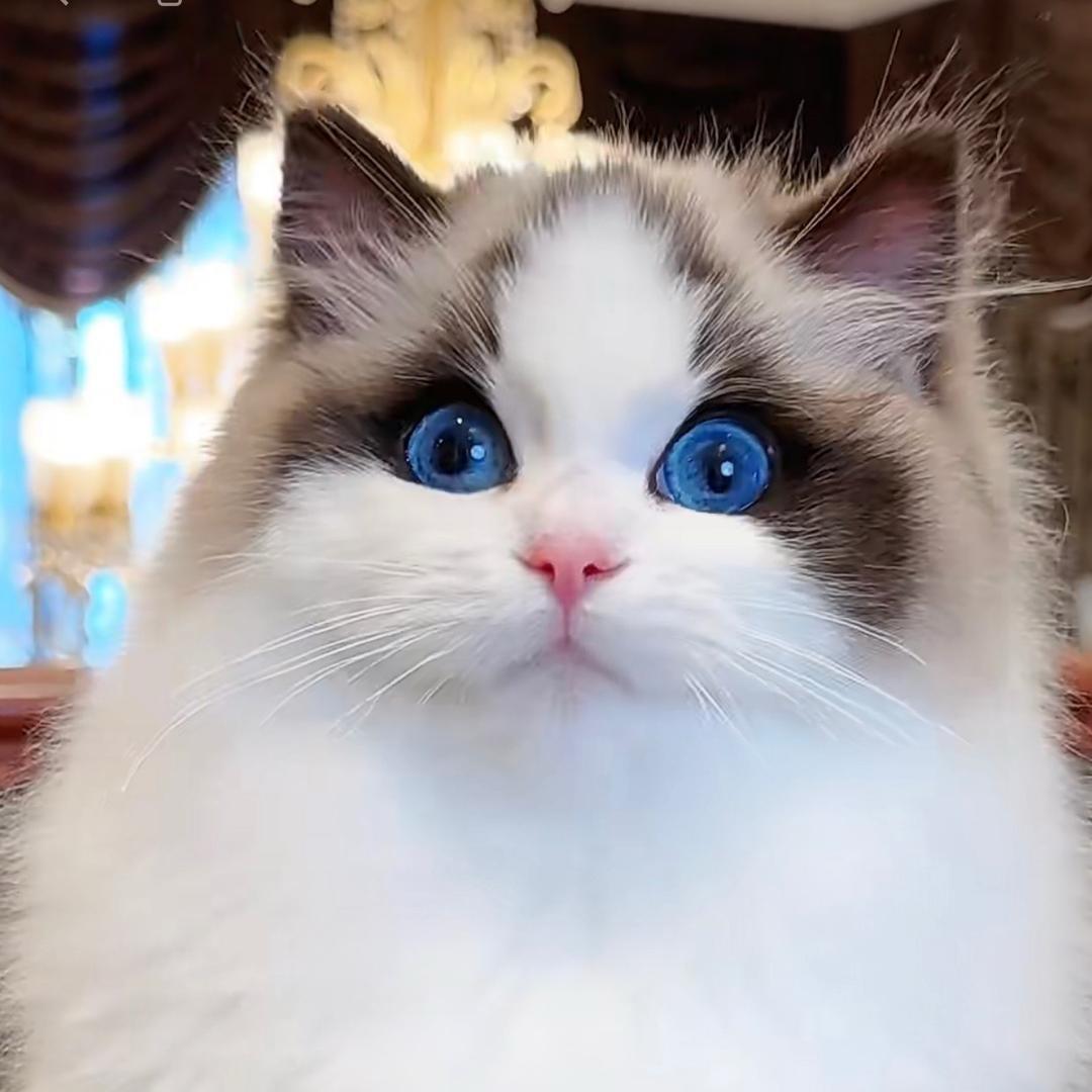 宠宠萌屋猫咖撸猫馆