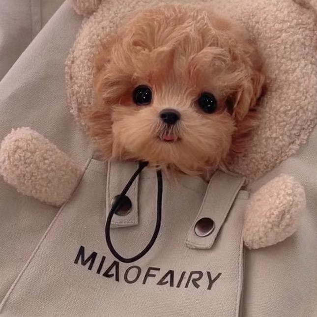 小毛家 马尔泰【直播号】