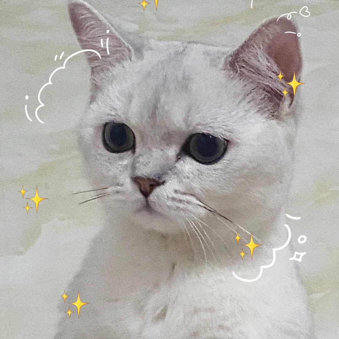 十四