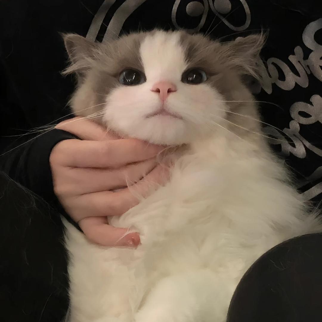 星晟Stellar Flourish