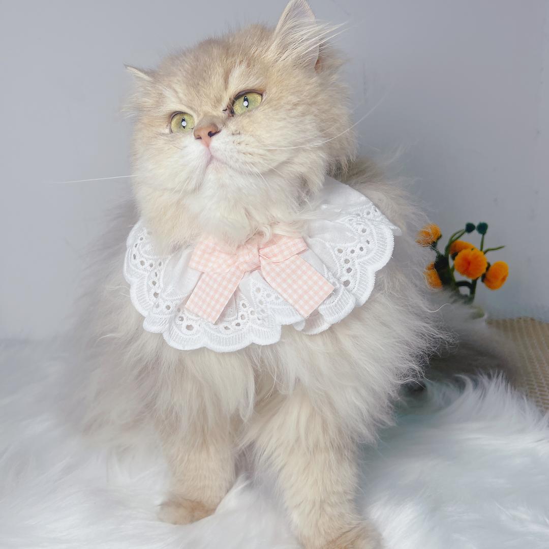 自家繁育小奶猫