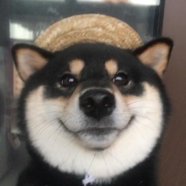 柴犬卤蛋