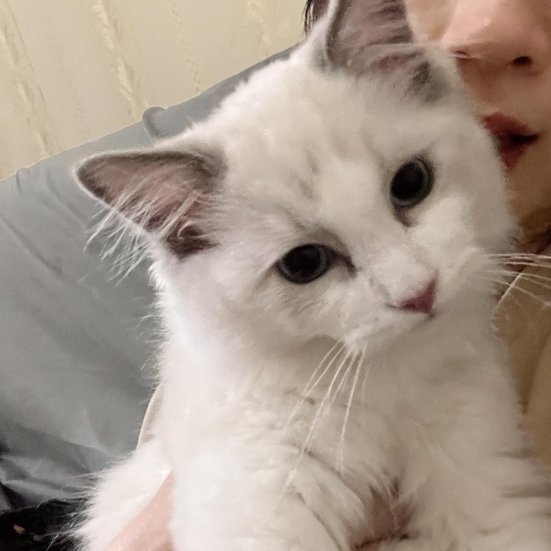 小猫睡懒觉