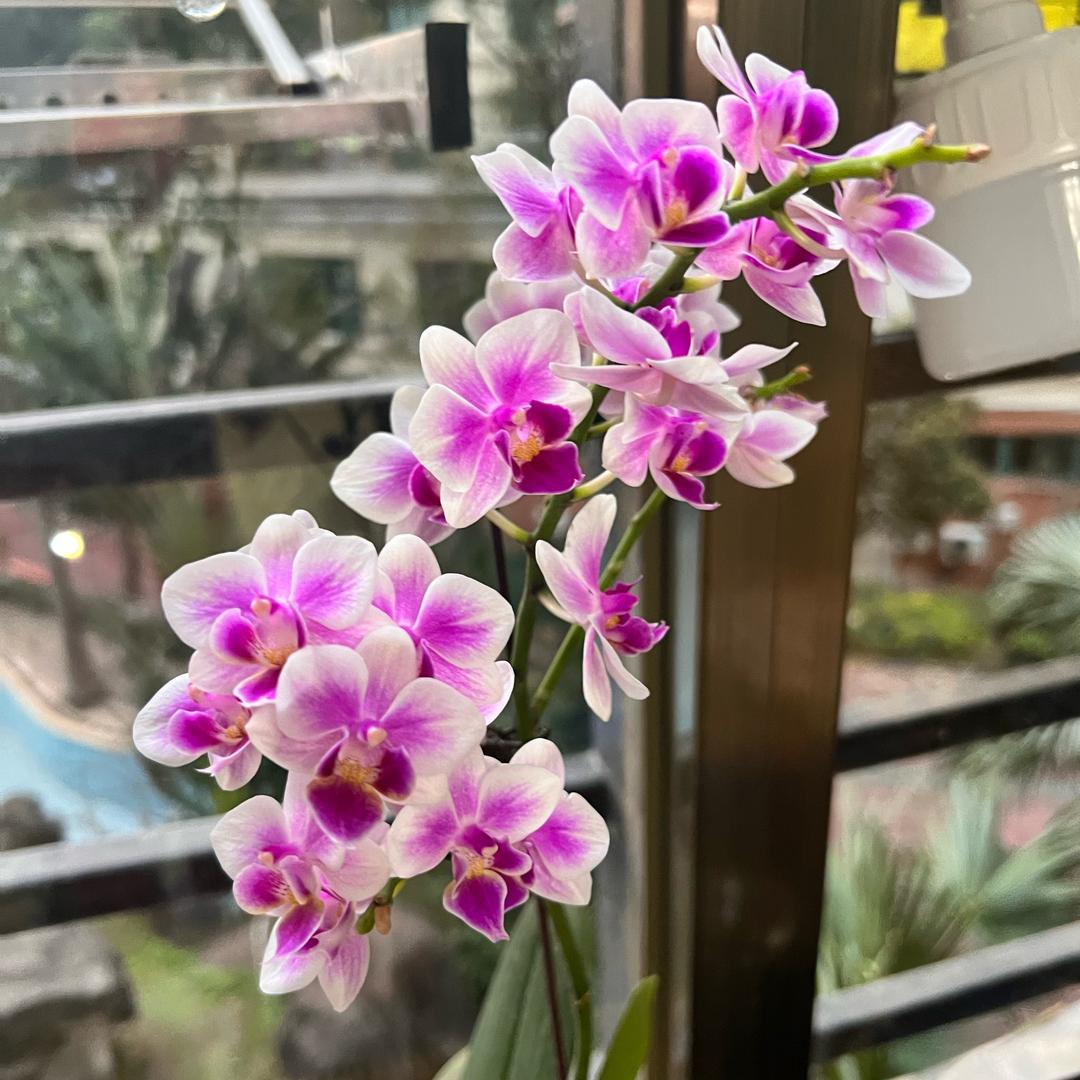 终身美丽