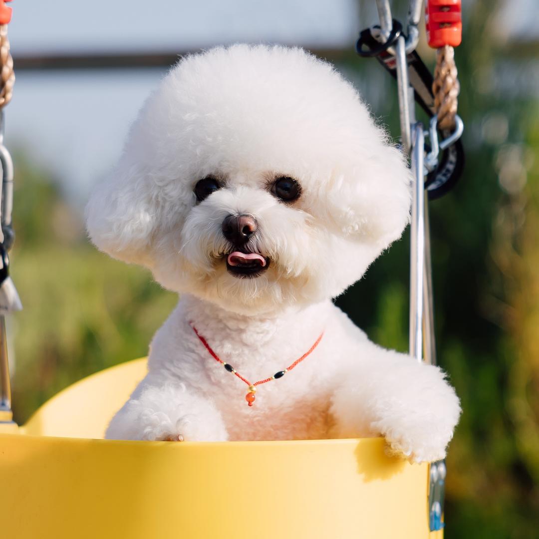 包子是只心机Dog