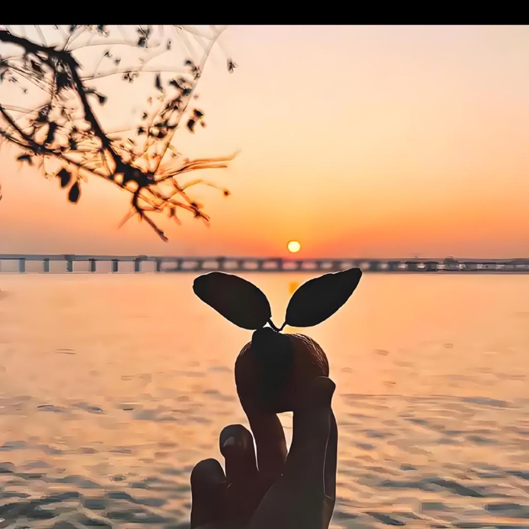 🌼微笑向阳🌞