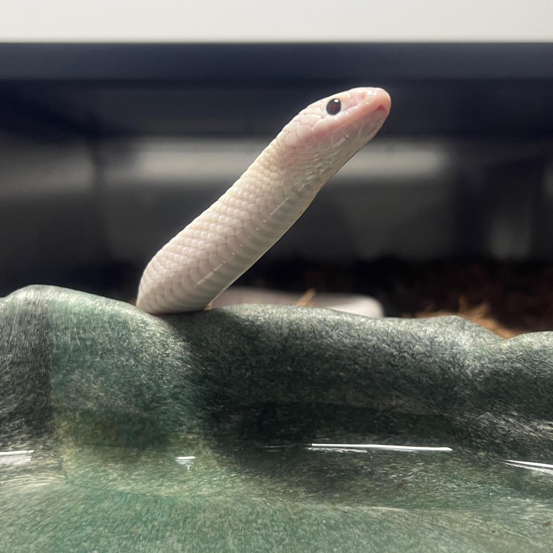 啥都想养的代师傅🐍