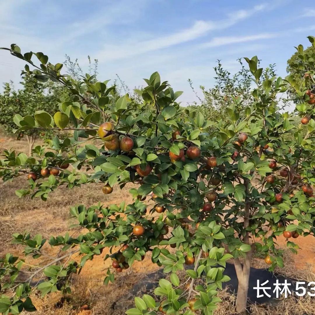 宜春丰盛苗木