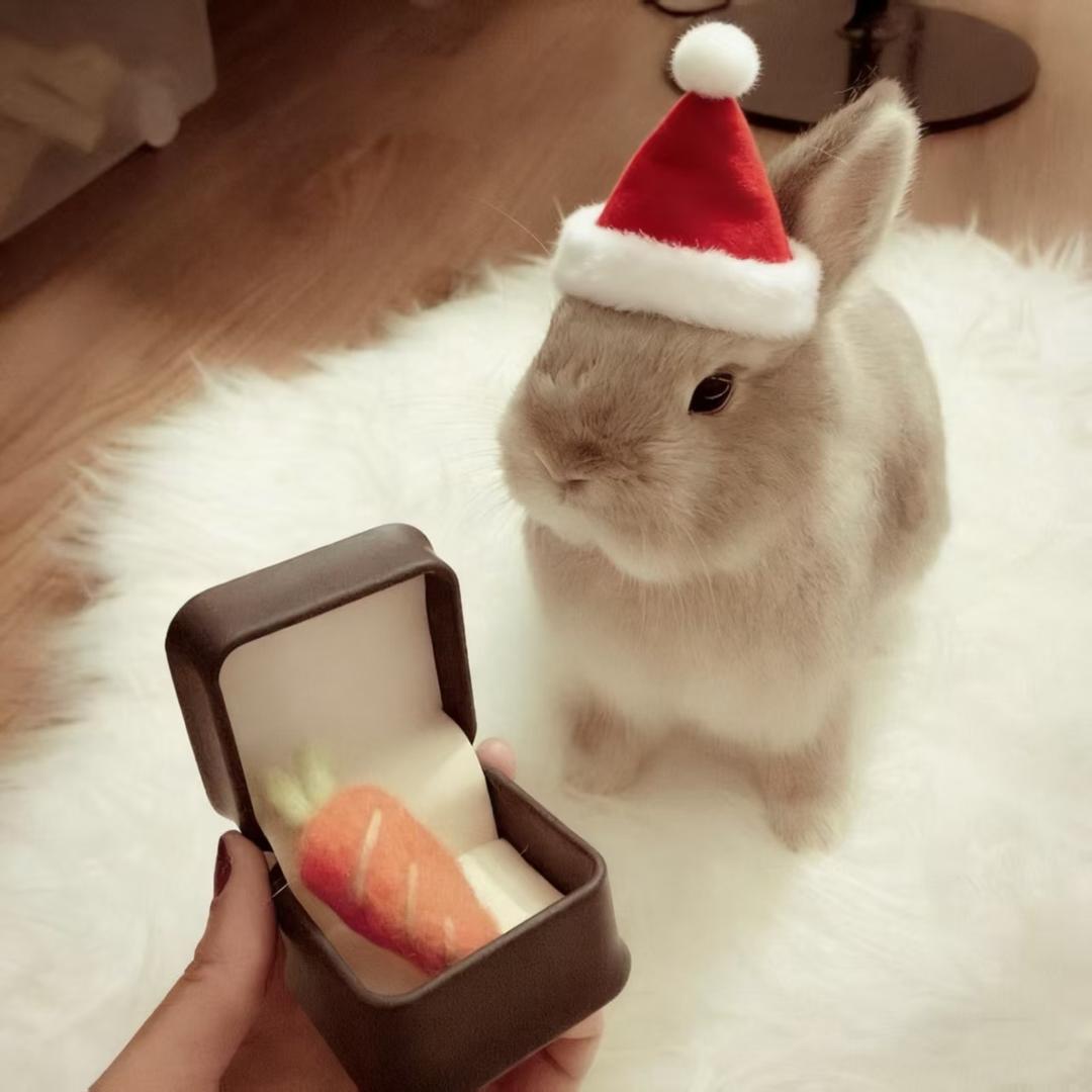 不爱萝卜的兔子