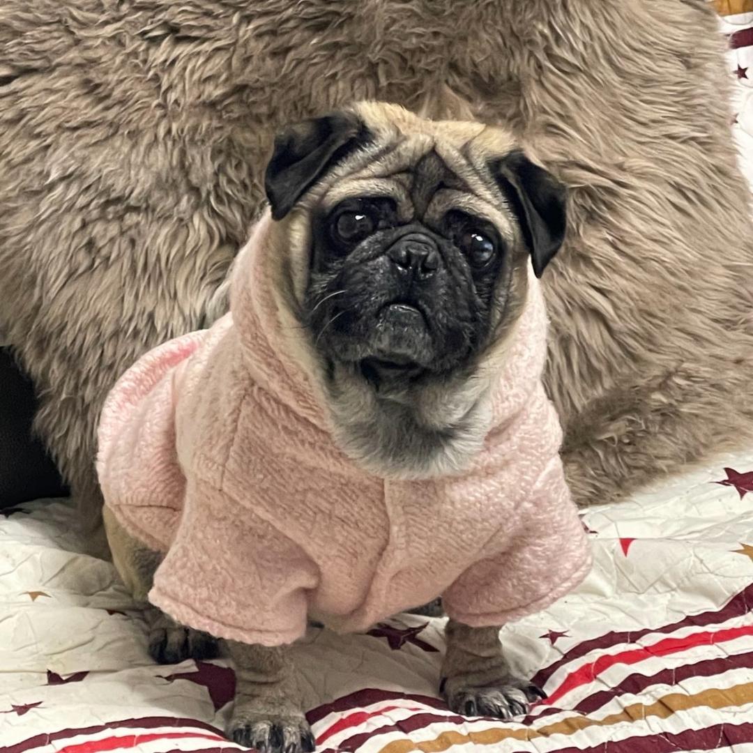 ઇ ღ君君大王ଓ