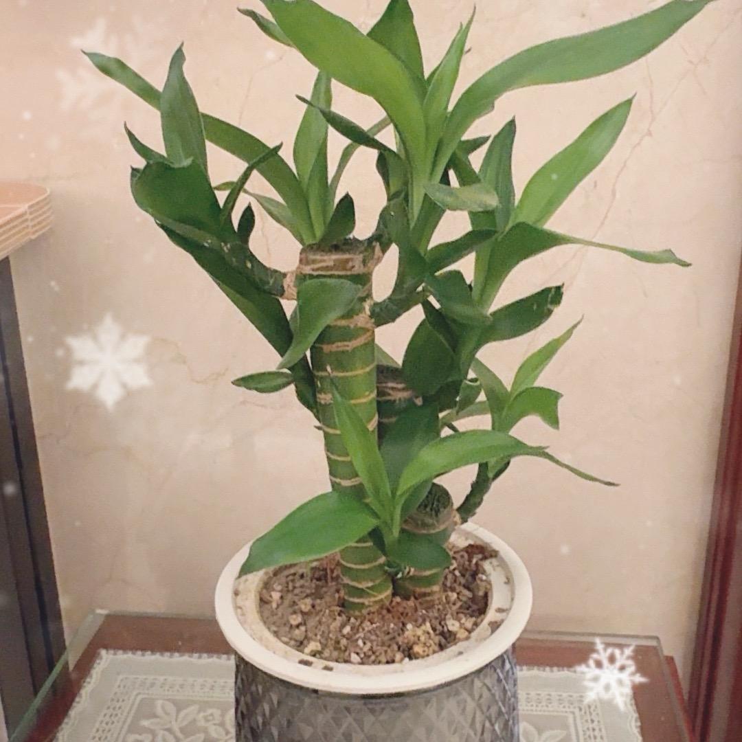 阳光