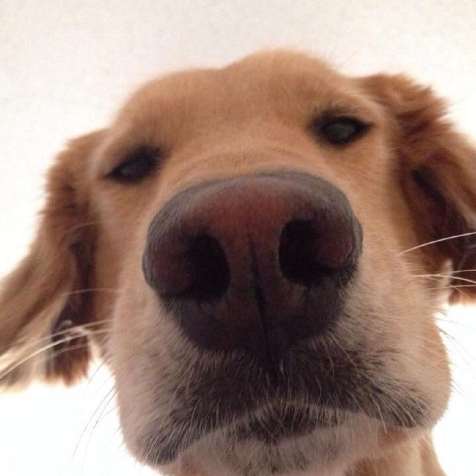 狂吃汉堡炸鸡薯条鸡翅