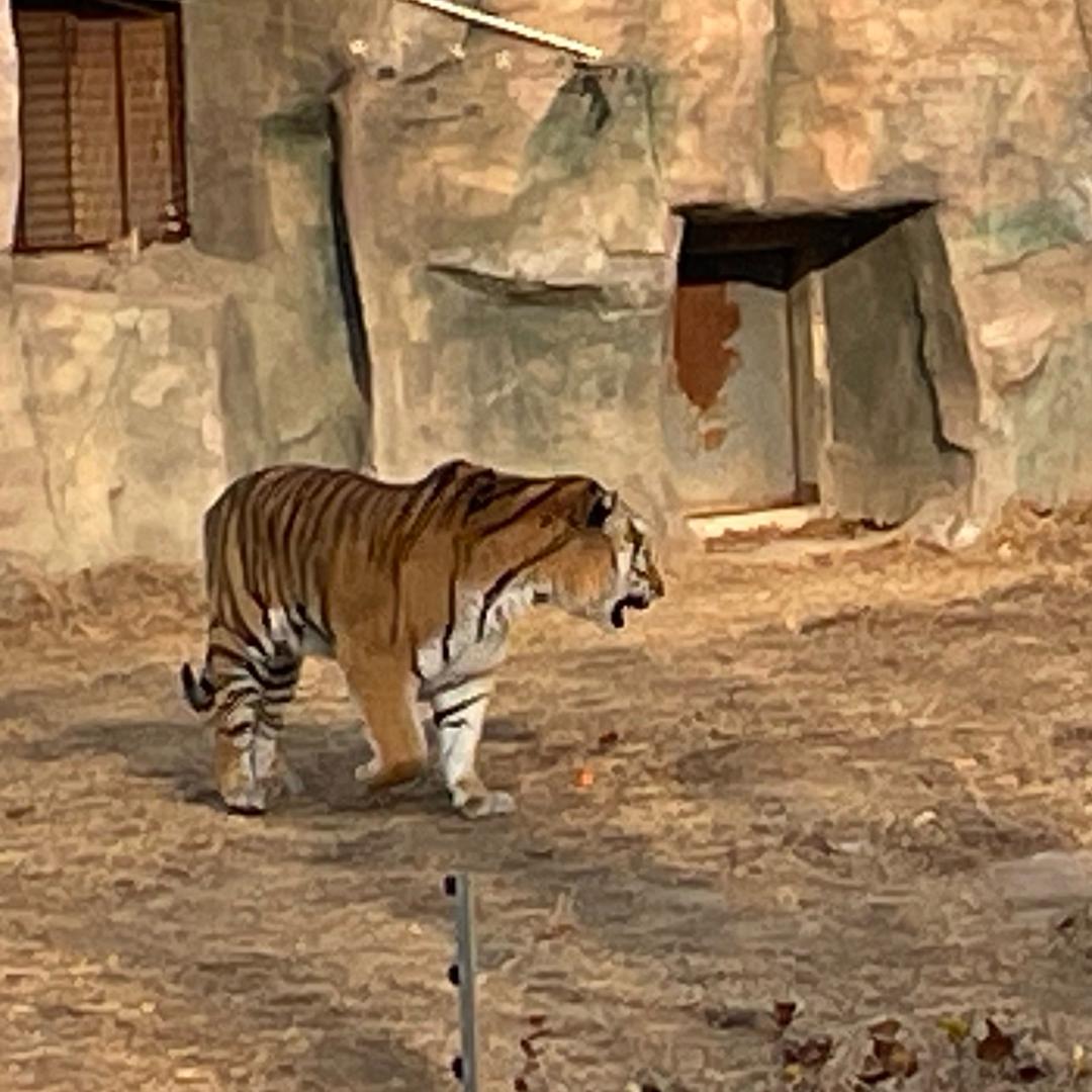 圣元商贸有限公司